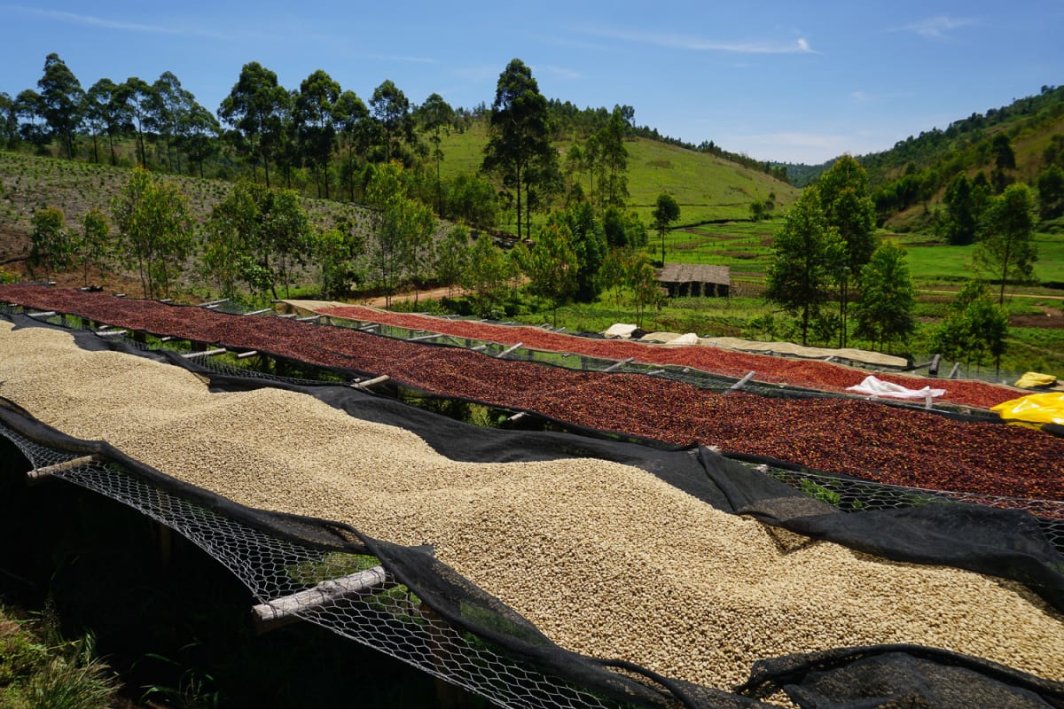 Burundi Mountain Roaster Coffee